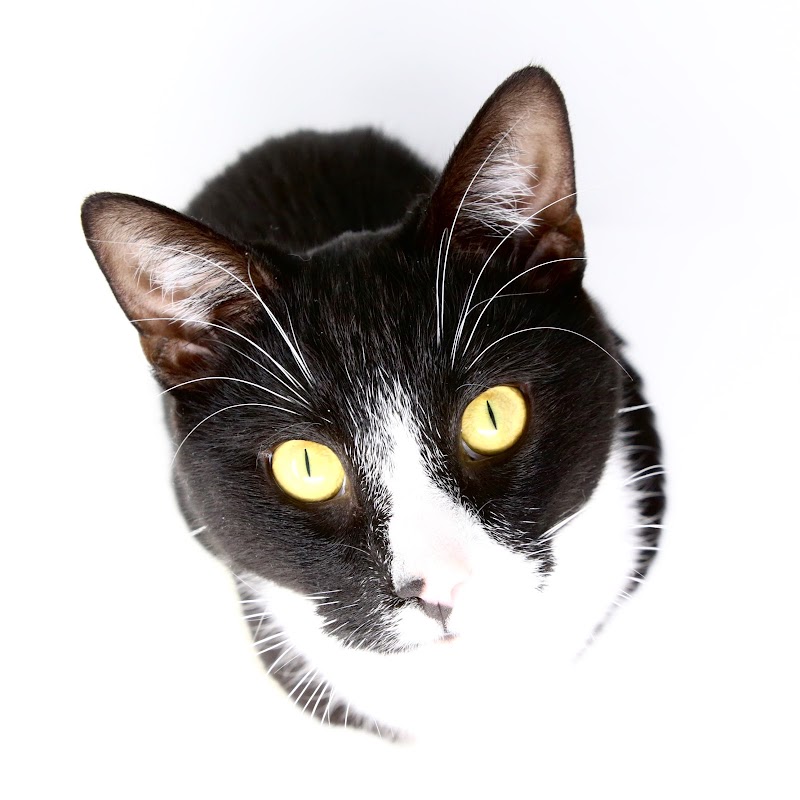 Fotograf Thorbjørn Kühl - billede 1